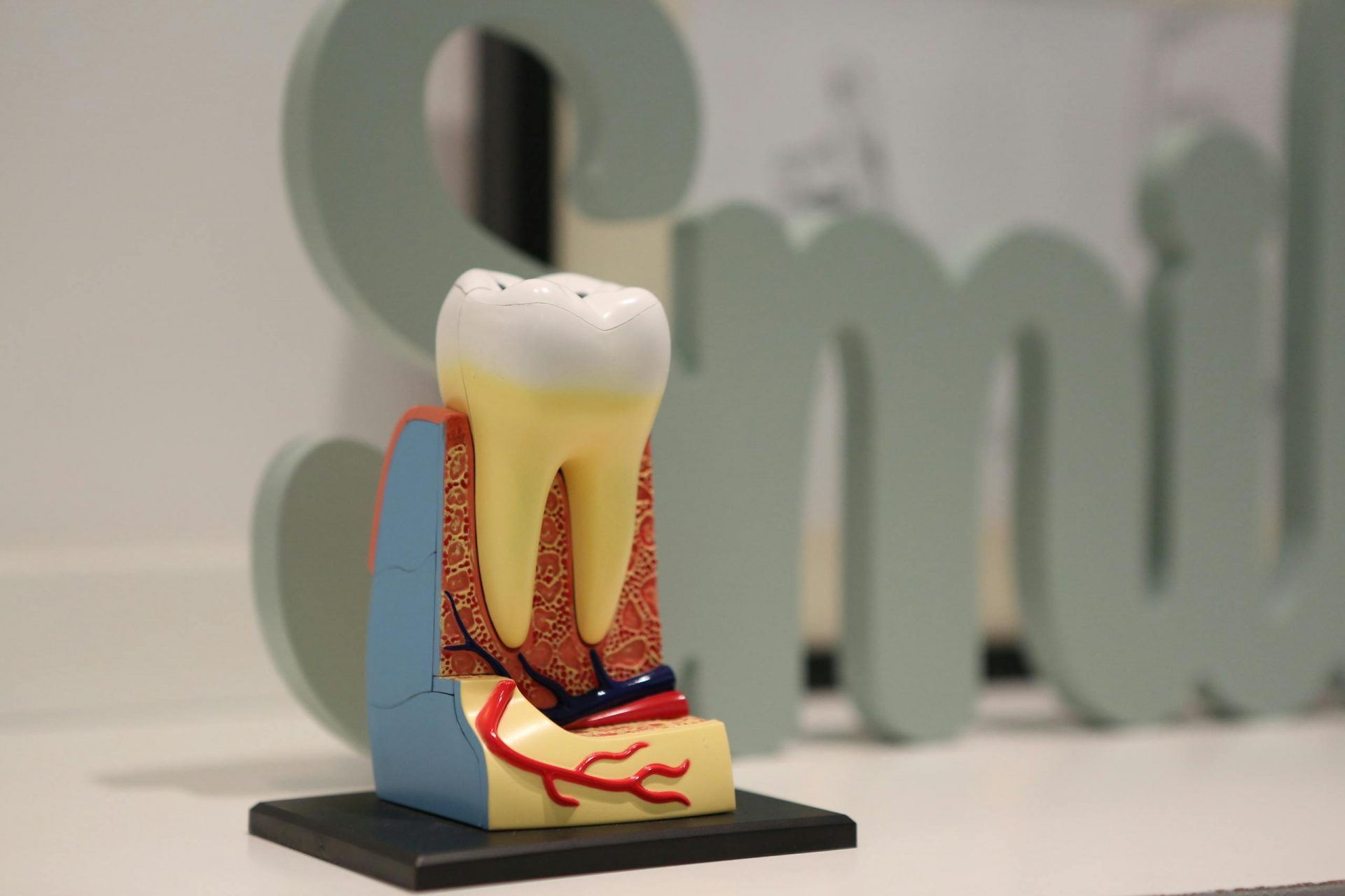 Close-up of a realistic dental model showing tooth anatomy with the word 'smile' in the background.